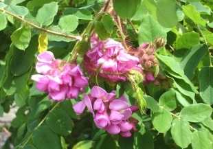 Robinia hispida - trnovník chloupkatý, akát Robinia hispida - trnovník chloupkatý, akát