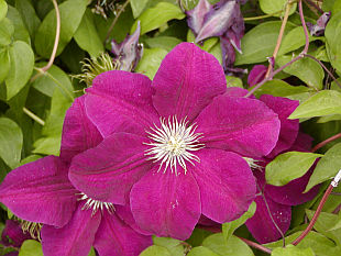 Clematis patens Rouge Cardinal - plamének otevřený Clematis patens Rouge Cardinal - plamének otevřený