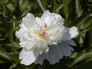 Paeonia - pivoňka