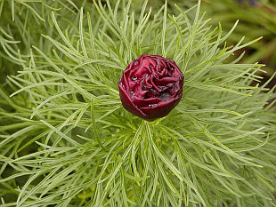 Paeonia tenuifolia - pivoňka úzkolistá