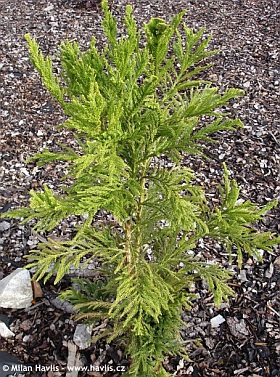 Cryptomeria japonica 'Cristata' - crested Japanese cedar Cryptomeria japonica 'Cristata' - crested Japanese cedar