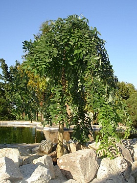 Sophora japonica 'Pendula' - Japanese pagoda tree Sophora japonica 'Pendula' - Japanese pagoda tree