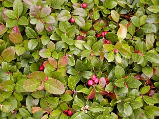 Gaultheria - libavka