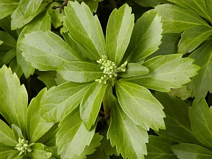 Pachysandra terminalis - tlustonitník klasnatý Pachysandra terminalis - tlustonitník klasnatý