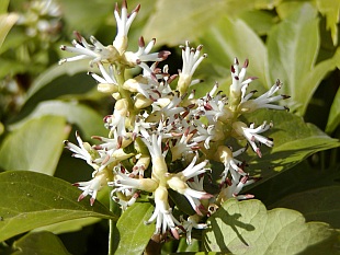 Pachysandra terminalis - tlustonitník klasnatý Pachysandra terminalis - tlustonitník klasnatý