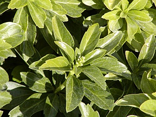 Pachysandra terminalis - tlustonitník klasnatý Pachysandra terminalis - tlustonitník klasnatý