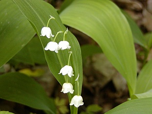 Dlouhověké trvalky - Convallaria