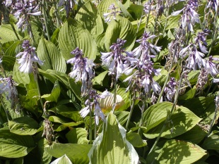 Dlouhověké trvalky - Hosta