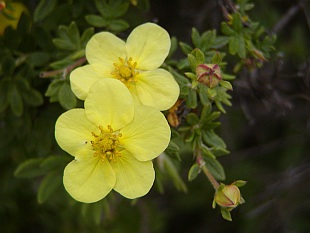 Potentilla fruticosa - mochna křovitá Potentilla fruticosa - mochna křovitá