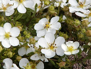 Potentilla fruticosa 'Abbotswood' - mochna křovitá Potentilla fruticosa 'Abbotswood' - mochna křovitá