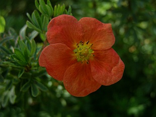Potentilla fruticosa ‘Red Robin' - mochna křovitá Potentilla fruticosa ‘Red Robin' - mochna křovitá