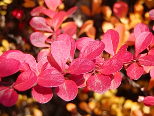 Berberis thunbergii - dřišťál Thunbergův