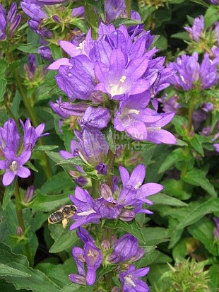 Campanula glomerata 'Acaulis' - zvonek klubkatý
