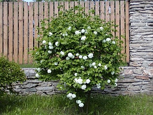 Viburnum - kalina kvete a prospívá i bez řezu