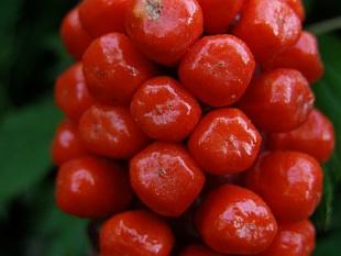 Arum maculatum – árón plamatý