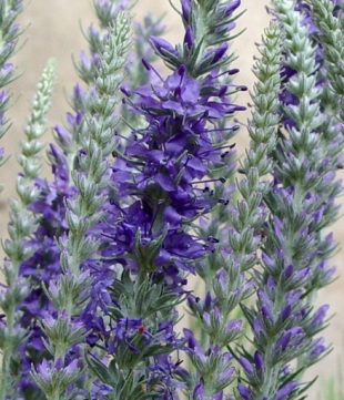 Veronica spicata ssp. incana - rozrazil klasnatý Veronica spicata ssp. incana - rozrazil klasnatý