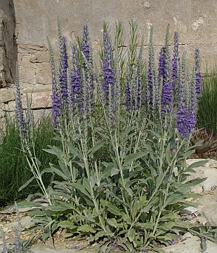 Veronica spicata ssp. incana - rozrazil klasnatý Veronica spicata ssp. incana - rozrazil klasnatý