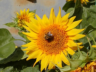Helianthus annuus - slunečnice roční