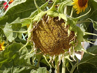 Helianthus annuus - slunečnice roční