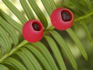 Taxus baccata - tis červený [Jedovaté rostliny]