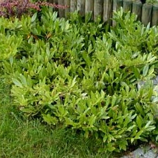 Prunus laurocerasus 'Grüner Teppich' - bobkovišeň lékařská, střemcha vavřínovitá Prunus laurocerasus 'Grüner Teppich' - bobkovišeň lékařská, střemcha vavřínovitá