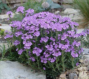 Erinus alpinus - nemléč alpský