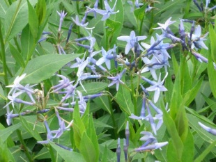 Amsonia tabernaemontana 'Blue Star' - amsónie