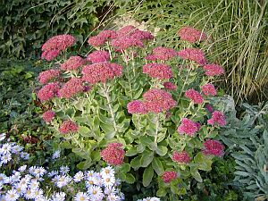 Hylotelephium telephium Herbstfreude