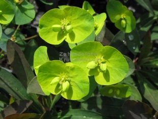 Euphorbia amygdaloides 'Purpurea' - pryšec mandloňovitý