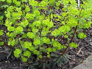 Euphorbia amygdaloides 'Purpurea' - pryšec mandloňovitý