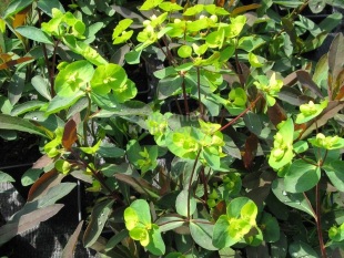 Euphorbia amygdaloides 'Purpurea' - pryšec mandloňovitý