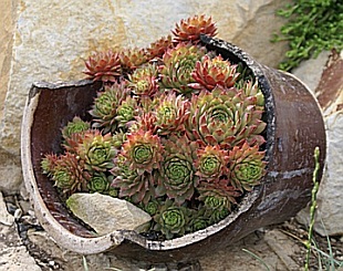 Střep kameninové nádoby - miniskalky a okrasná koryta