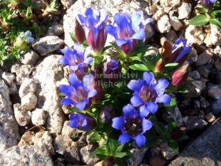 Gentiana scabra 'Blue Power' - hořec drsný