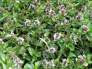 Mentha piperita - máta peprná