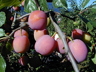 Prunus domestica 'Victoria' - plody slivoně