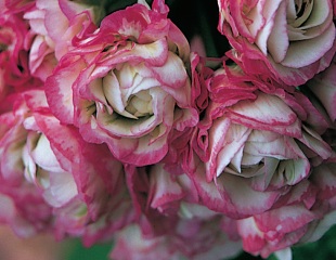 Pelargonium 'Apple Blossom Rosebud' - pelargonie páskatá (READERS DIGEST VÝBĚR)