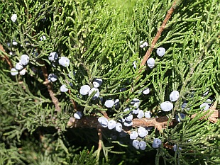 Přehled dřevin: jehličnaté dřeviny, jalovec chvojka - Juniperus sabina Přehled dřevin: jehličnaté dřeviny, jalovec chvojka - Juniperus sabina