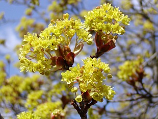Přehled dřevin: listnaté dřeviny, javor mléč - Acer platanoides Přehled dřevin: listnaté dřeviny, javor mléč - Acer platanoides