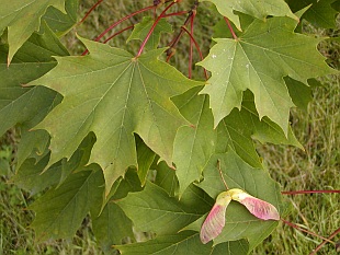 Přehled dřevin: listnaté dřeviny, javor mléč - Acer platanoides Přehled dřevin: listnaté dřeviny, javor mléč - Acer platanoides