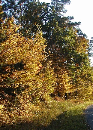 Přehled dřevin: listnaté dřeviny Přehled dřevin: listnaté dřeviny