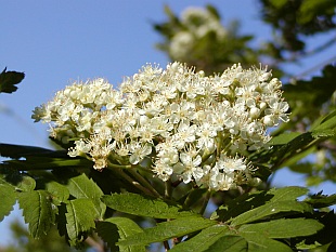 Přehled dřevin: listnaté dřeviny, jeřáb obecný - Sorbus aucuparia Přehled dřevin: listnaté dřeviny, jeřáb obecný - Sorbus aucuparia