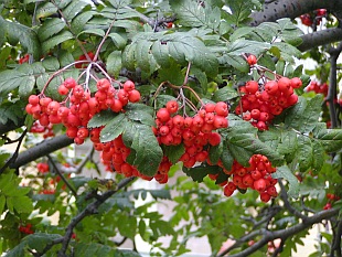 Přehled dřevin: listnaté dřeviny, jeřáb obecný - Sorbus aucuparia Přehled dřevin: listnaté dřeviny, jeřáb obecný - Sorbus aucuparia