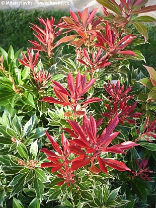 Pieris japonica 'Variegata' - pieris