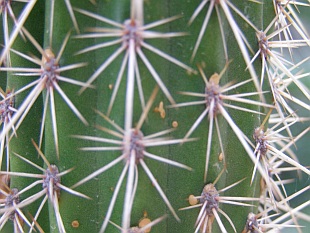 Cleistocactus candelilla - kleistokaktus