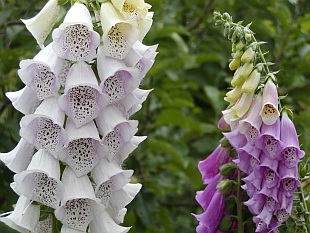 Přehled zahradních a balkóvých rostlin: Digitalis - náprstník