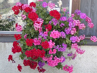 Přehled zahradních a balkóvých rostlin: Pelargonium - pelargonie