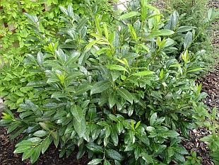 Prunus laurocerasus 'Caucasica' - bobkovišeň lékařská Prunus laurocerasus 'Caucasica' - bobkovišeň lékařská