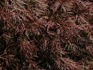 Acer palmatum 'Dissectum Garnet' - javor dlanitolistý Acer palmatum 'Dissectum Garnet' - javor dlanitolistý