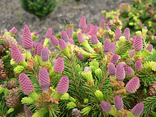 Šišky jehličnanů: Picea abies 'Pusch' - smrk ztepilý (TIP ZC CS) Šišky jehličnanů: Picea abies 'Pusch' - smrk ztepilý (TIP ZC CS)