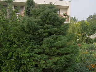 Cryptomeria japonica - kryptomerie japonská Cryptomeria japonica - kryptomerie japonská